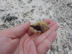 Monoplex pilearis