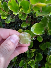 Diospyros scabrida cordata