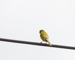 Crithagra hyposticta