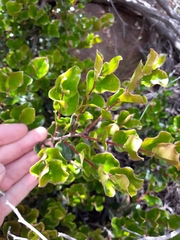 Diospyros scabrida cordata