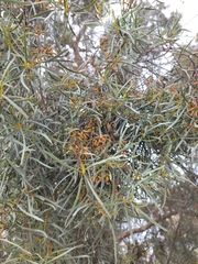 Eucalyptus spathulata