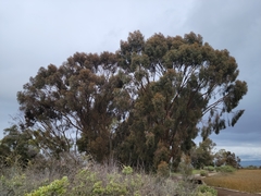 Eucalyptus spathulata