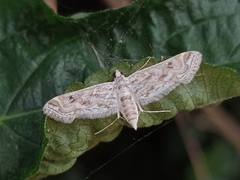 Parapoynx diminutalis