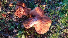 Lactarius zugazae