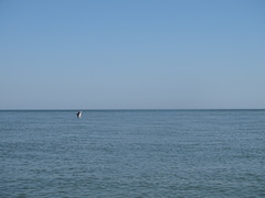 Tursiops truncatus ponticus