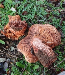 Lactarius zugazae