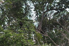 Pithecia aequatorialis