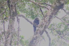 Pithecia aequatorialis