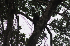 Pithecia aequatorialis