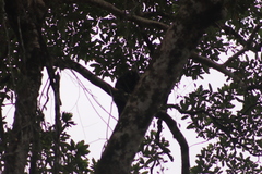 Pithecia aequatorialis