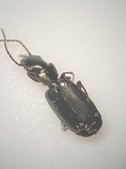 Microlestes linearis