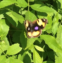 Junonia hierta cebrene