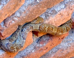 Trimorphodon paucimaculatus