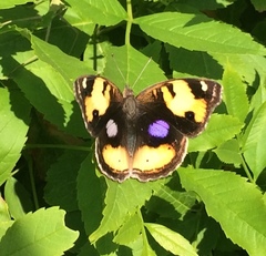 Junonia hierta cebrene