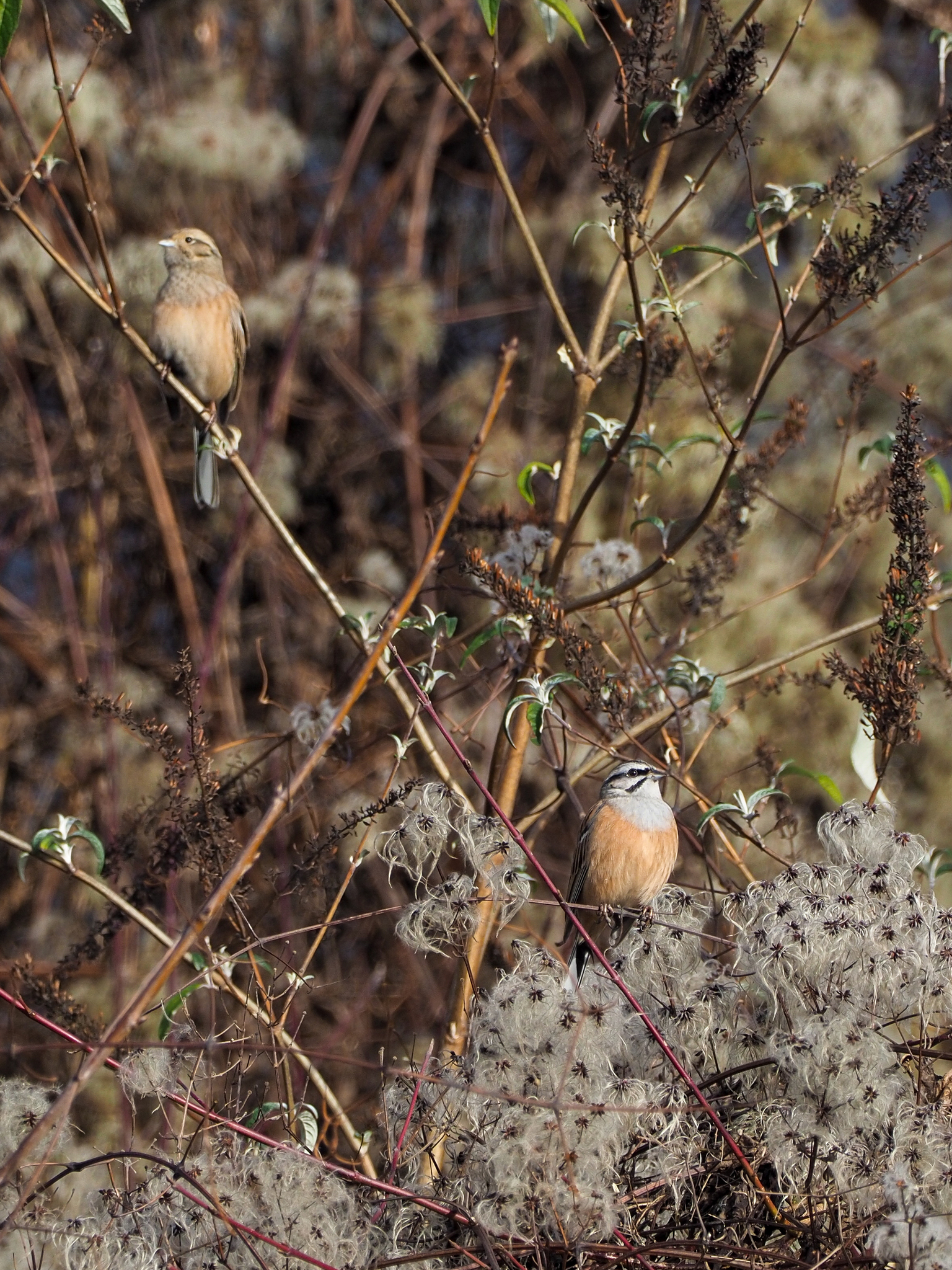Rock Bunting