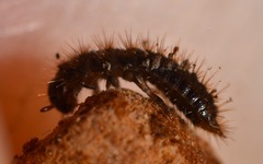 Lagria hirta