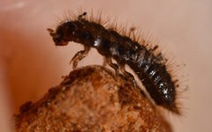 Lagria hirta