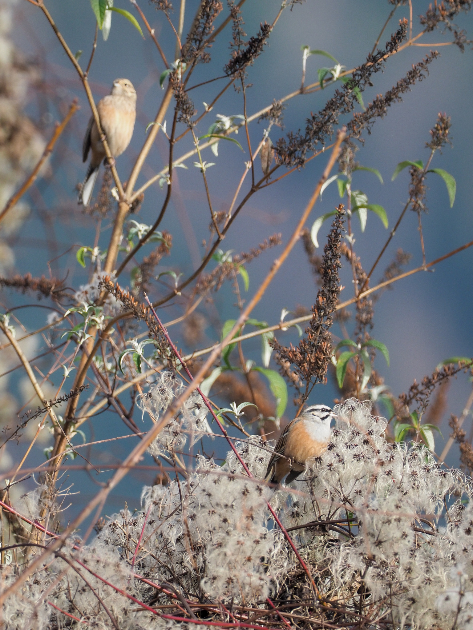 Rock Bunting