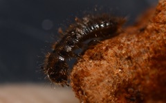Lagria hirta
