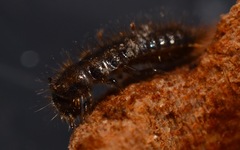 Lagria hirta