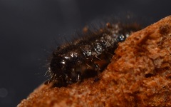 Lagria hirta