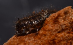 Lagria hirta