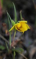 Calochortus amabilis