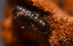Lagria hirta