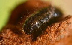 Lagria hirta