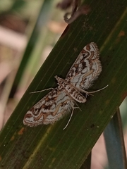Parapoynx diminutalis