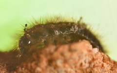 Lagria hirta