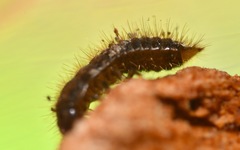 Lagria hirta