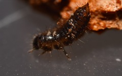 Lagria hirta