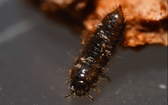 Lagria hirta