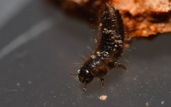 Lagria hirta