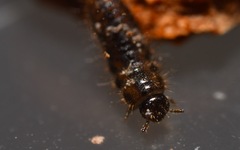 Lagria hirta