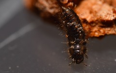 Lagria hirta