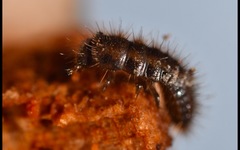 Lagria hirta