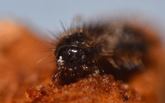 Lagria hirta