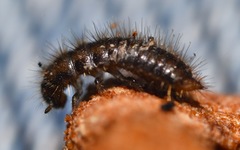 Lagria hirta