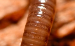 Cylindroiulus