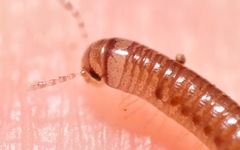 Cylindroiulus