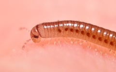 Cylindroiulus