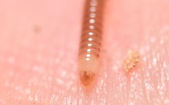 Cylindroiulus