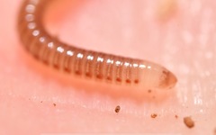 Cylindroiulus