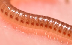 Cylindroiulus