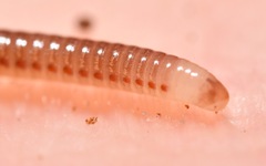 Cylindroiulus