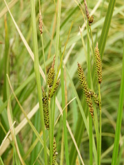 Carex sinclairii