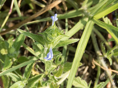 Salvia hirsuta