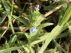 Salvia hirsuta